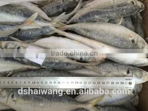 Frozen Whole Round Trachurus Japonicus With Size 40 - 60 Pcs / 10kg Ctn photo-4