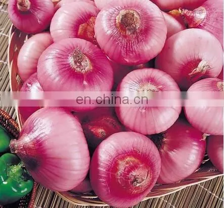 Full Automatic Stainless Steel Onion Powder Machine photo-5