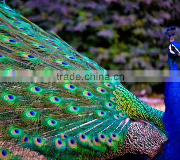 Natural Artificial Hobby Lobby Peacock Feathers photo-5