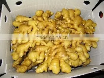 Fresh Ginger photo-2