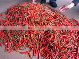 Fresh Chilli - Cheap Price