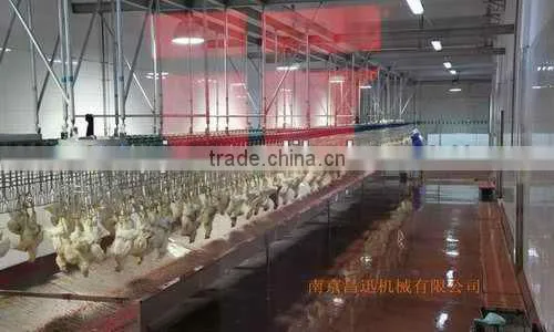 1000 Chicken Slaughter Line Slaughterhouse photo-3
