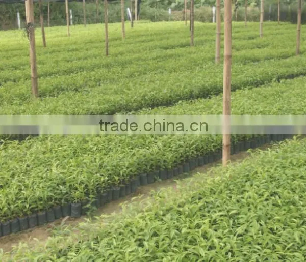 2016 Newly Chinese High Quality Agarwood Seeds For Growing photo-5