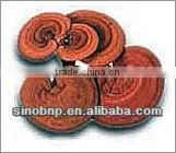 BNP Supply Reishi Mushroom Extract/mushroom cultivation