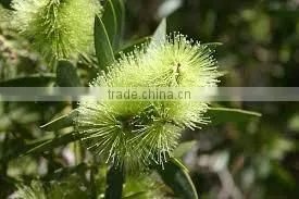 Tea Tree Oil photo-2