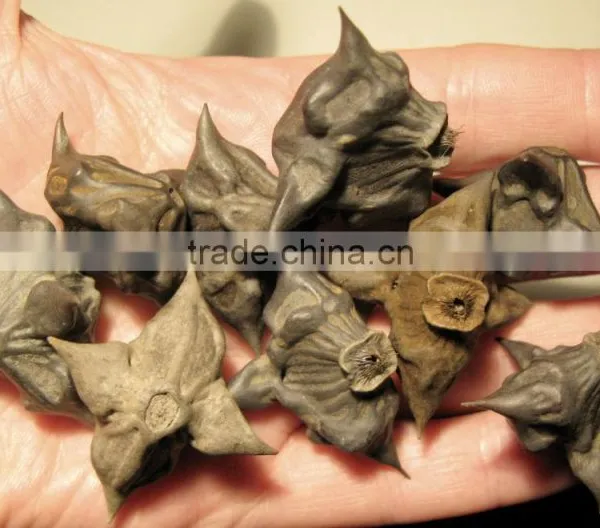 Water Caltrop (Trapa Natans)