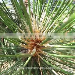 Cedar Wood Oil
