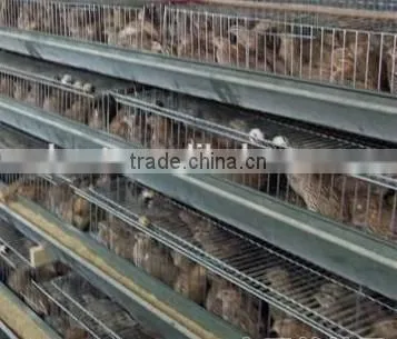 Welded Wire Mesh Quail Cage Type and Bird Use Quail Battery Cages for Sale photo-2