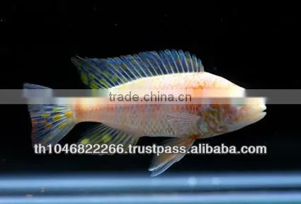 Cichlid Fish Farm for Sale and Export photo-6
