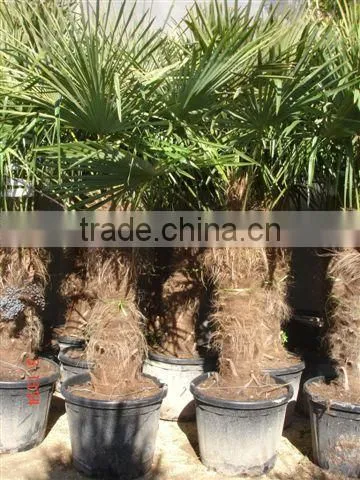 Trachicarpus Fortunei Palm Tree