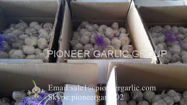 2017 Crop Snow Pure White Garlic 5.5cm In Carton Box