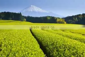 High Relaxing Green Tea For Healthy Life photo-3