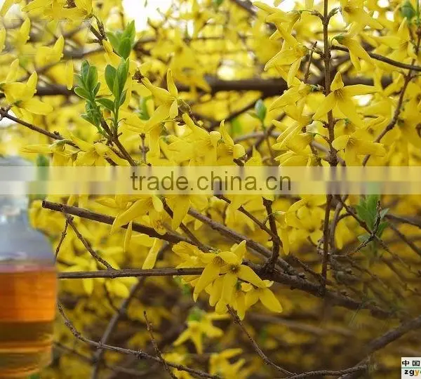 Natural Weeping Fructus Forsythia Oil Essential Oil photo-2