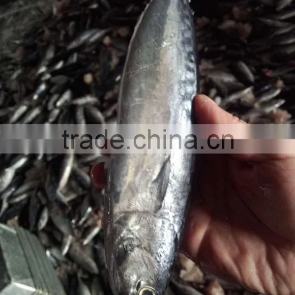 Frozen Auxis Thazard From China Bullet Mackerel photo-2