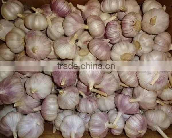 Chinese Fresh Normal White Garlic New Crop 2016 Top Quality