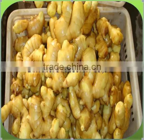 GINGER PRICE IN CHINA photo-5