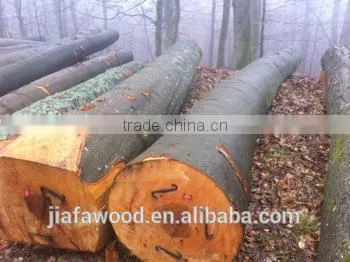 Fresh Cut European Beech Logs Available photo-2