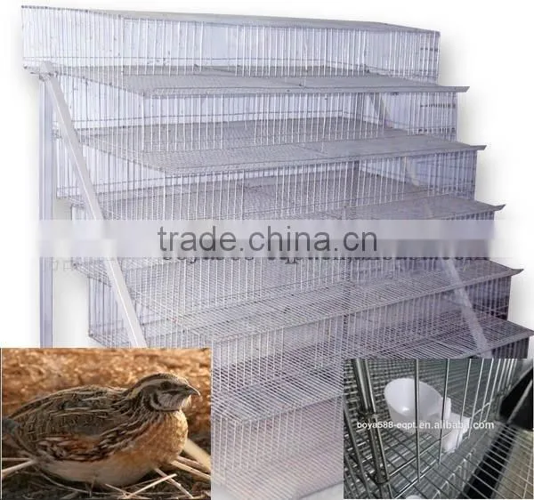 Automatic Quail Layer Cage Systems With Auto Drinker and Feeder