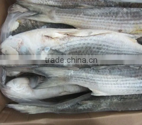 Frozen Grey Mullet Fish Whole Round photo-2