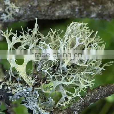 OAKMOSS ABSOLUTE photo-2