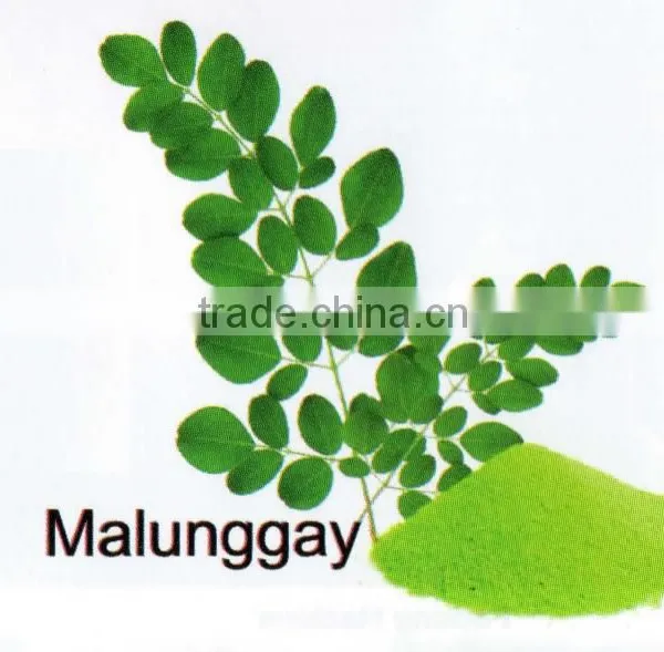 All Natural Spray Dried Moringa Powder