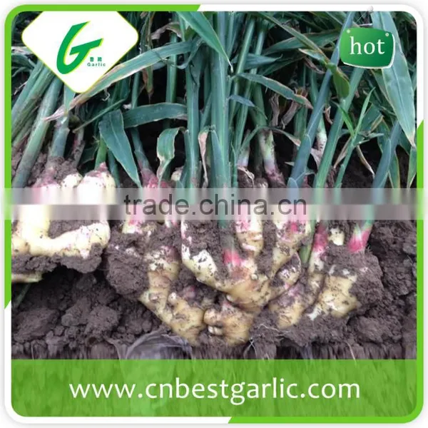 New Crop Fresh Ginger Air Dry Ginger Market Prices for Ginger photo-4