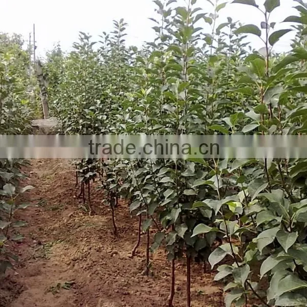 Malus Prunifolia Tree Seedling photo-4