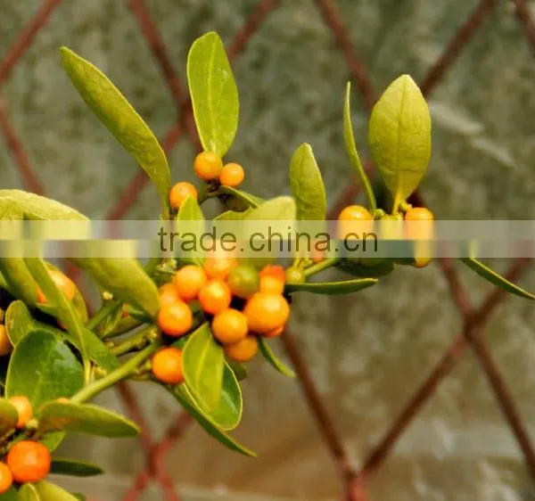 Fresh Orange Tree Seedling photo-3