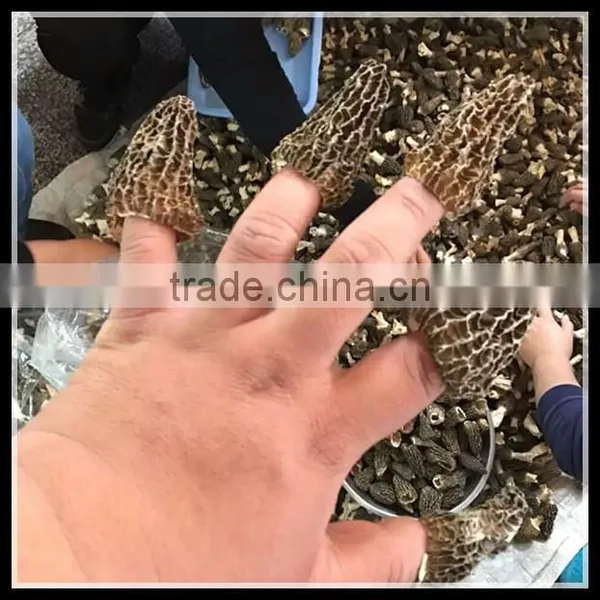 Price of Black Morel Mushroom, Dry Cultivating Morel Mushrooms From Morel Mushroom Farm photo-6
