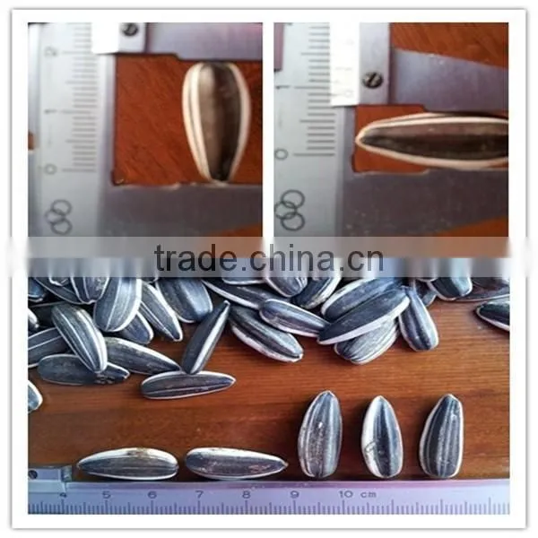 Promotion Striped Sunflower Seeds With Competitive Price photo-3