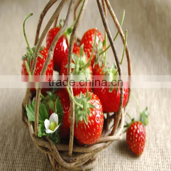 Plant Growth Enhancer 20% Crystal Gibberellic Acid photo-6