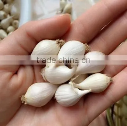 Fresh Ly Son Garlic at Best Price in New Crop photo-2