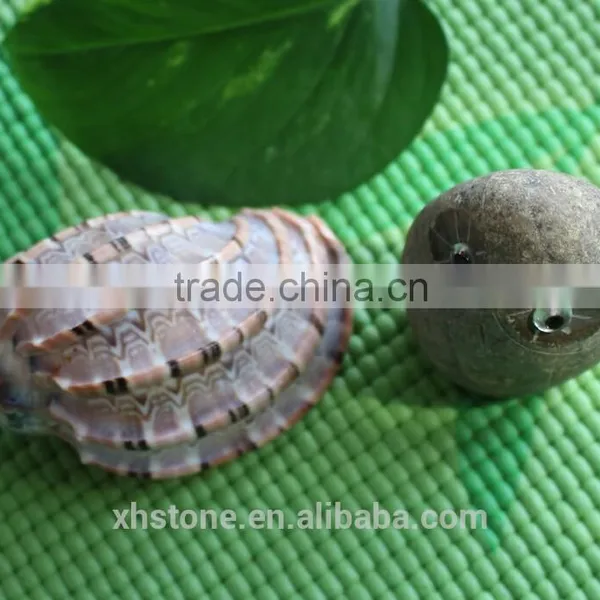 Natural Decotative Semicassis Inornata Seashell for Sale photo-3