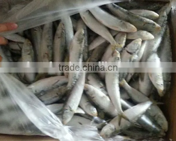 Cucumber of Sardine Fish photo-2