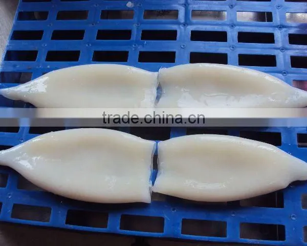 Frozen Todatodes Pacific Squid Tube photo-2