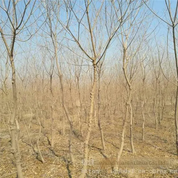 One Chinese Tallow Tree With a Trunk Diameter of 8 cm at Breast Height in 2020 for Sale