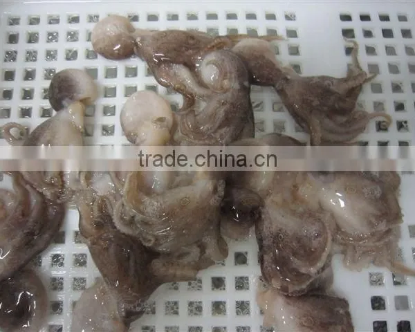 Frozen Baby Octopus Whole photo-4