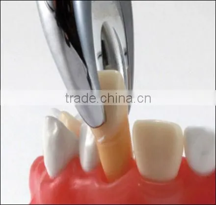 Typodent Dental Jaw Model for Practice Extract Tooth photo-4