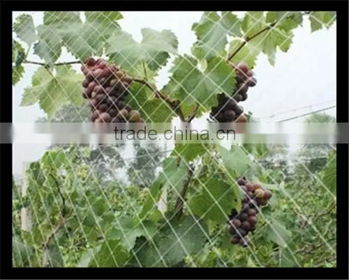 Stretched Plastic Netting | Fence to Protect Agriculture and Plants photo-3