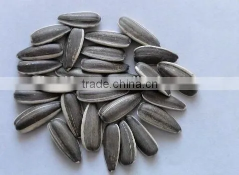 Sunflower Seed 4009 photo-4