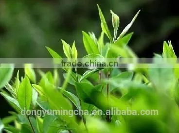 100% Natural Green Tea Extract Polyphenols 20%-98% EGCG 10%-95% Catechins 10%-90% HPLC photo-4