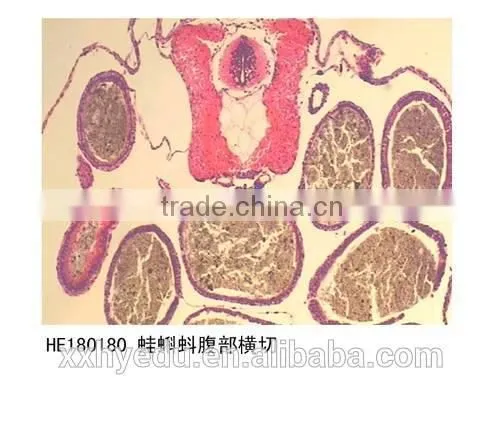 Amphiuma Microscope Prepared Slides Frog Tissue and Organ Slides Tadpole Prepared Slides photo-5