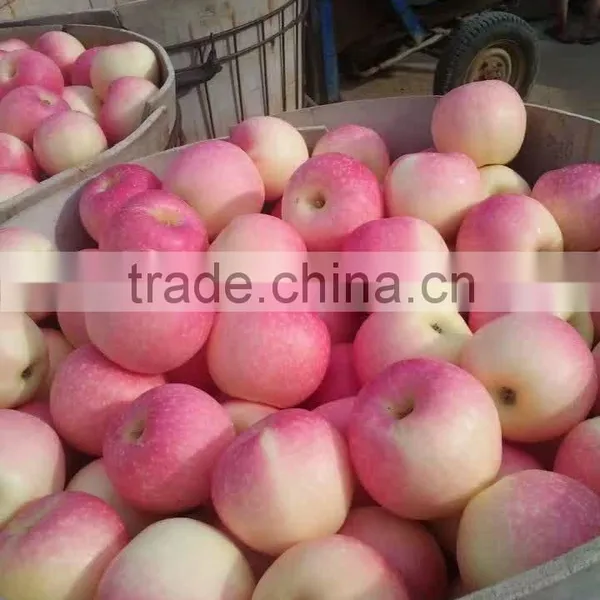 Fresh Red Gala Apple photo-3