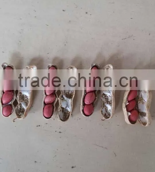 Peanuts in Shell 7-9,9-11,11-13 Specification photo-5