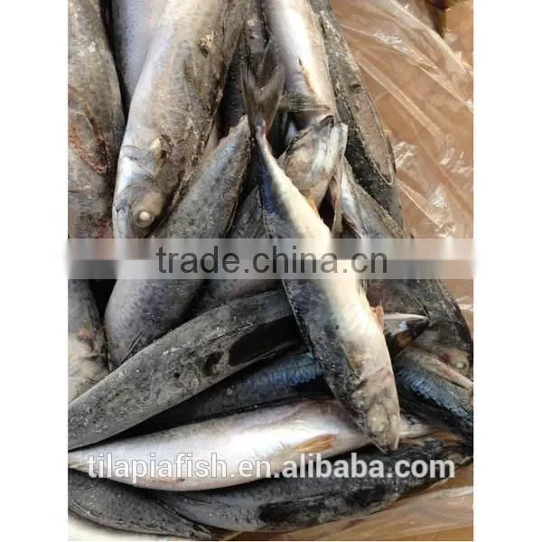 Good Quality Mackerel Fish Frozen photo-4