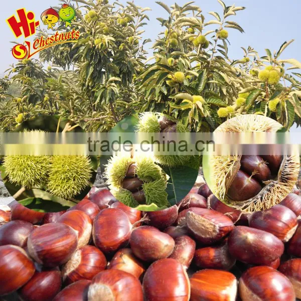 Hebei Organic Fresh Chestnuts photo-2