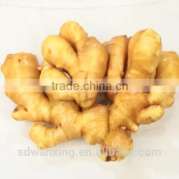 CHINESE FRESH GINGER photo-2