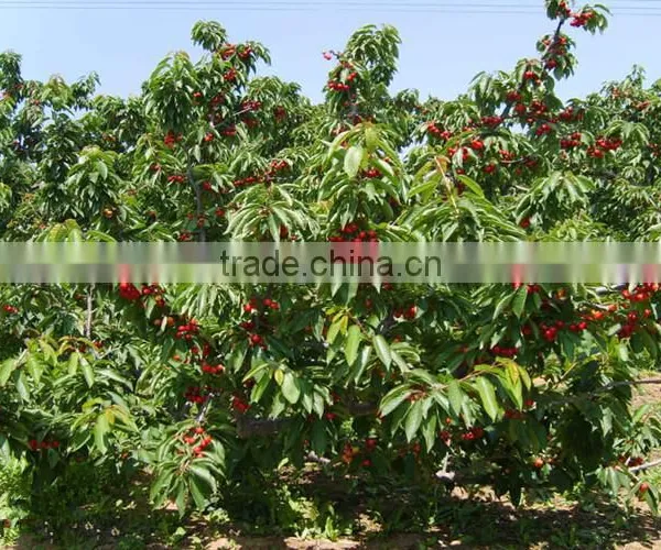 Cherry Seedling photo-3