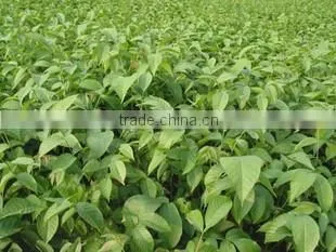 Syzygium Samarangense Tree Seedlings, Java Apple, Semarang Rose-apple, Wax Jambu photo-5