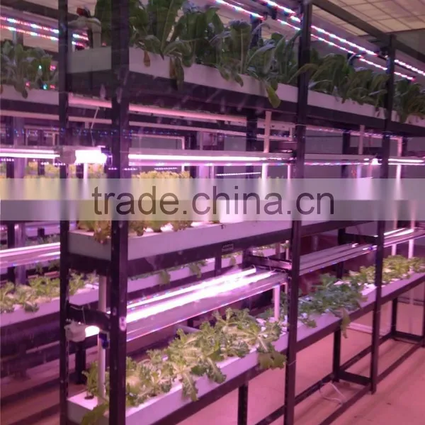 Multi-span Hydroponic China Greenhouses photo-2